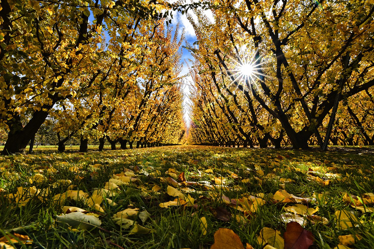 Autumn Colours, Central Otago, NZ